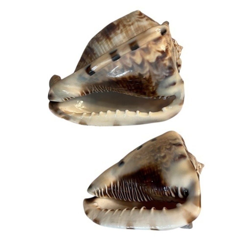 Set of 2 King Helmet Conch Shells, XL & L